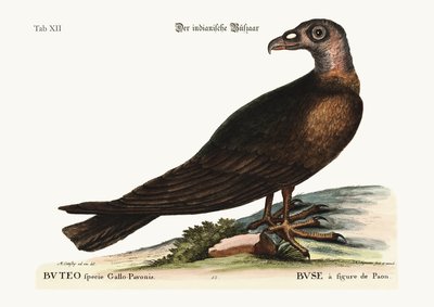 The Turkey Buzzard, 1749-73 by Mark Catesby